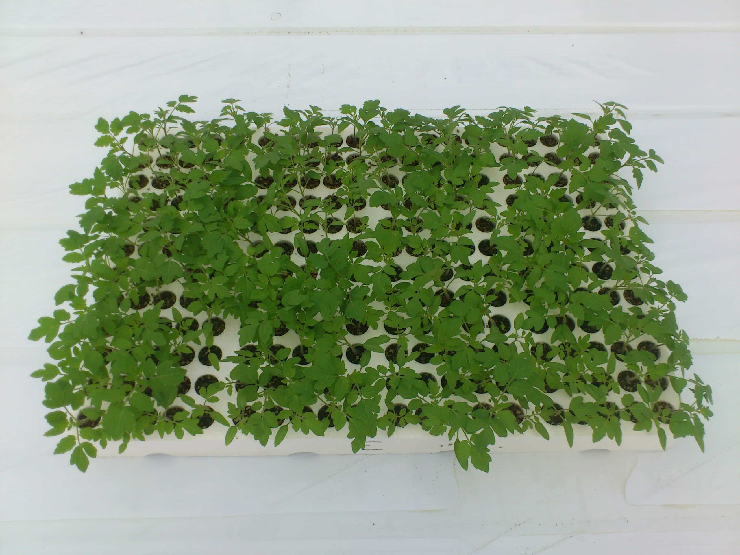 Rootstock Il Htp1000023 Best Fraction(ii)